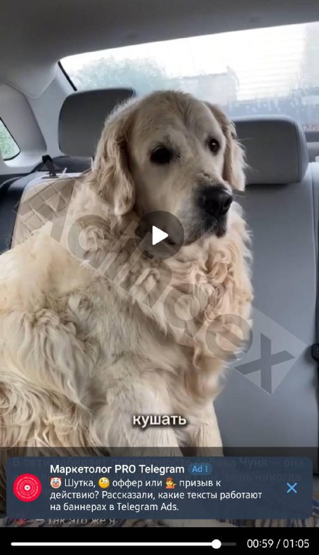 В Telegram появилась реклама в видео Реклама будет появляться в формате текста п…